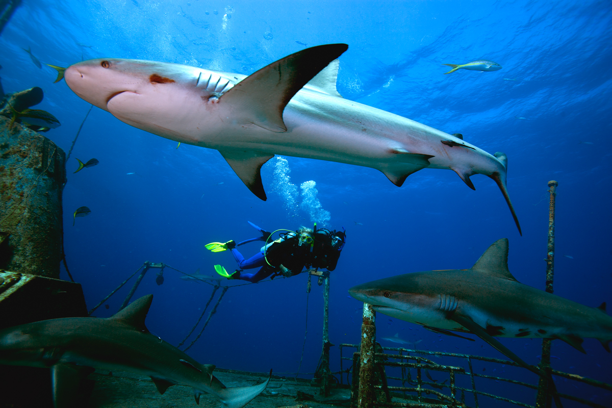 Shark with Divers
