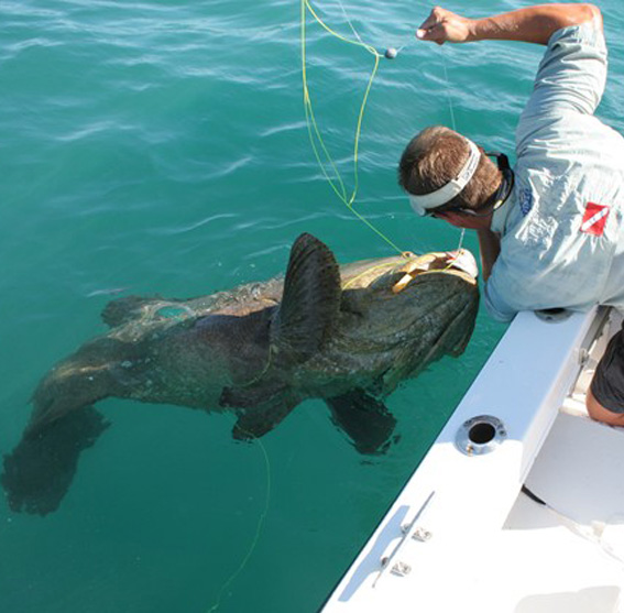 500 lb Goliath Grouper