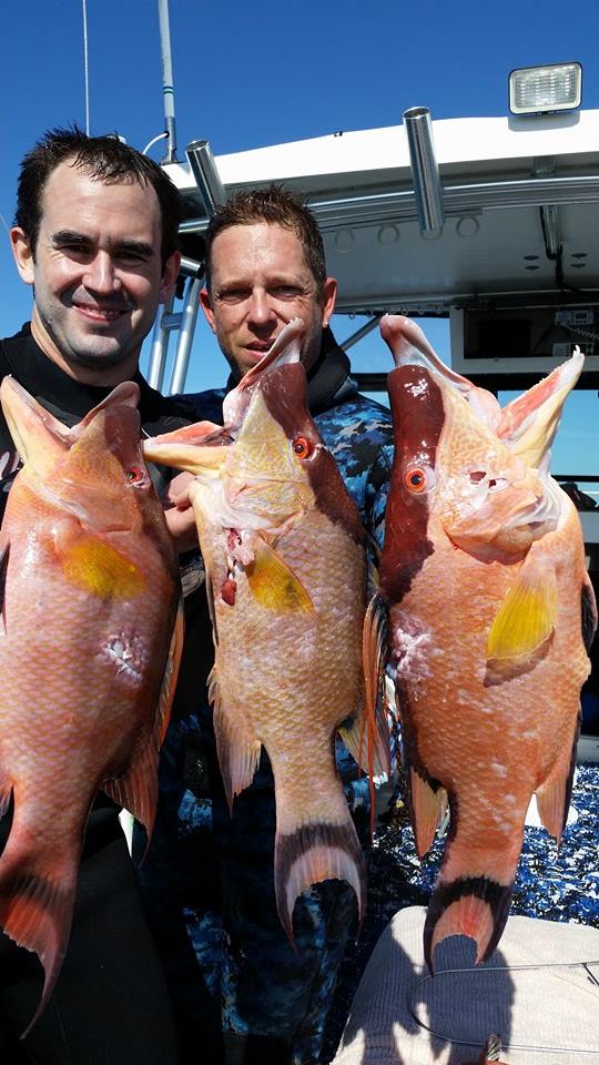 Hogfish spearfishing trip