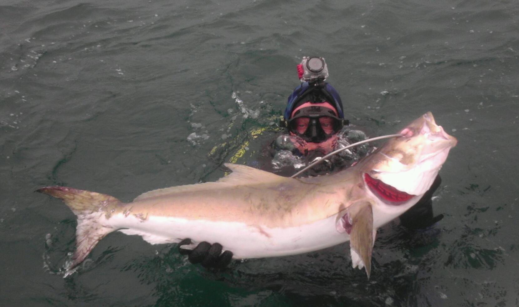 Cobia on Spear