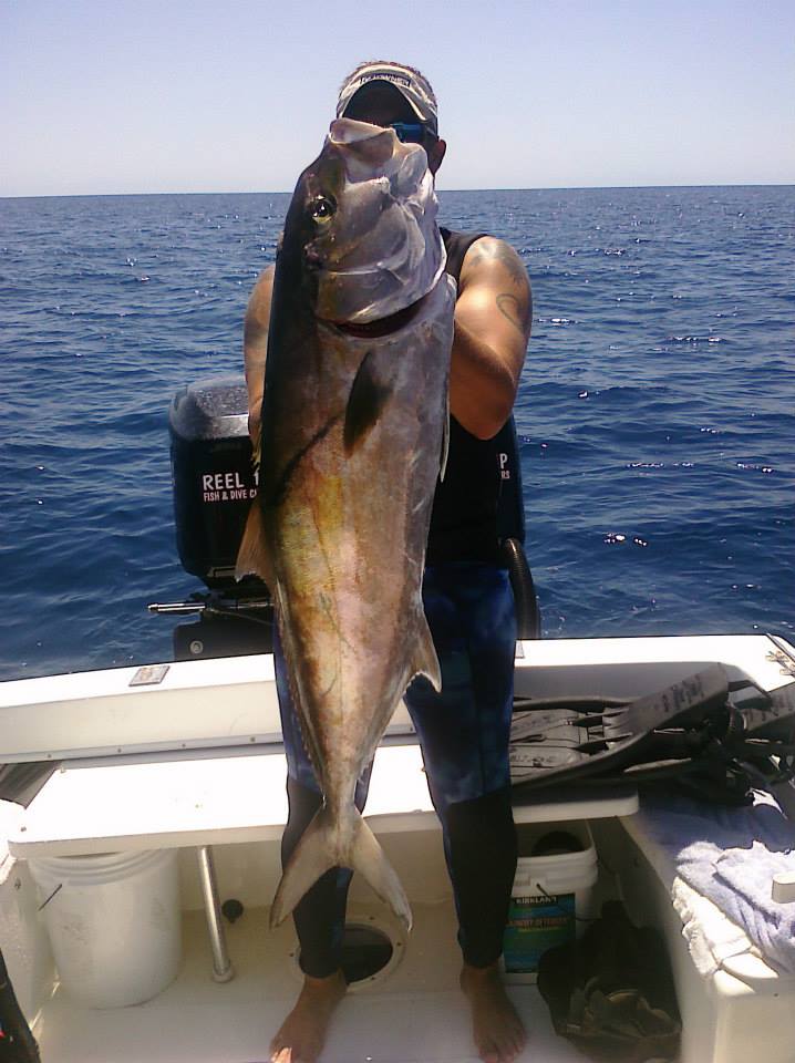 Amberjack on Spear