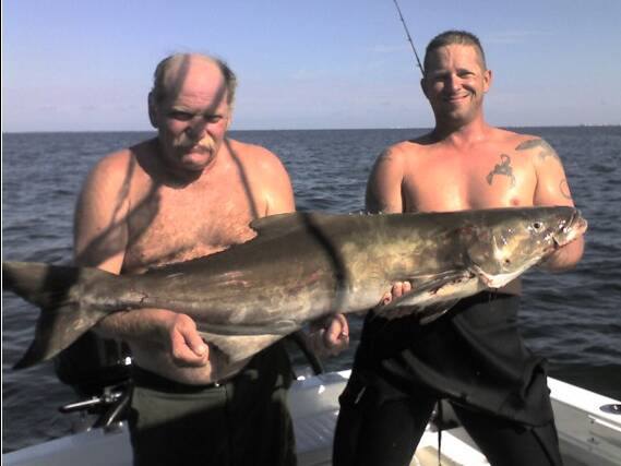 Huge Cobia on Spear