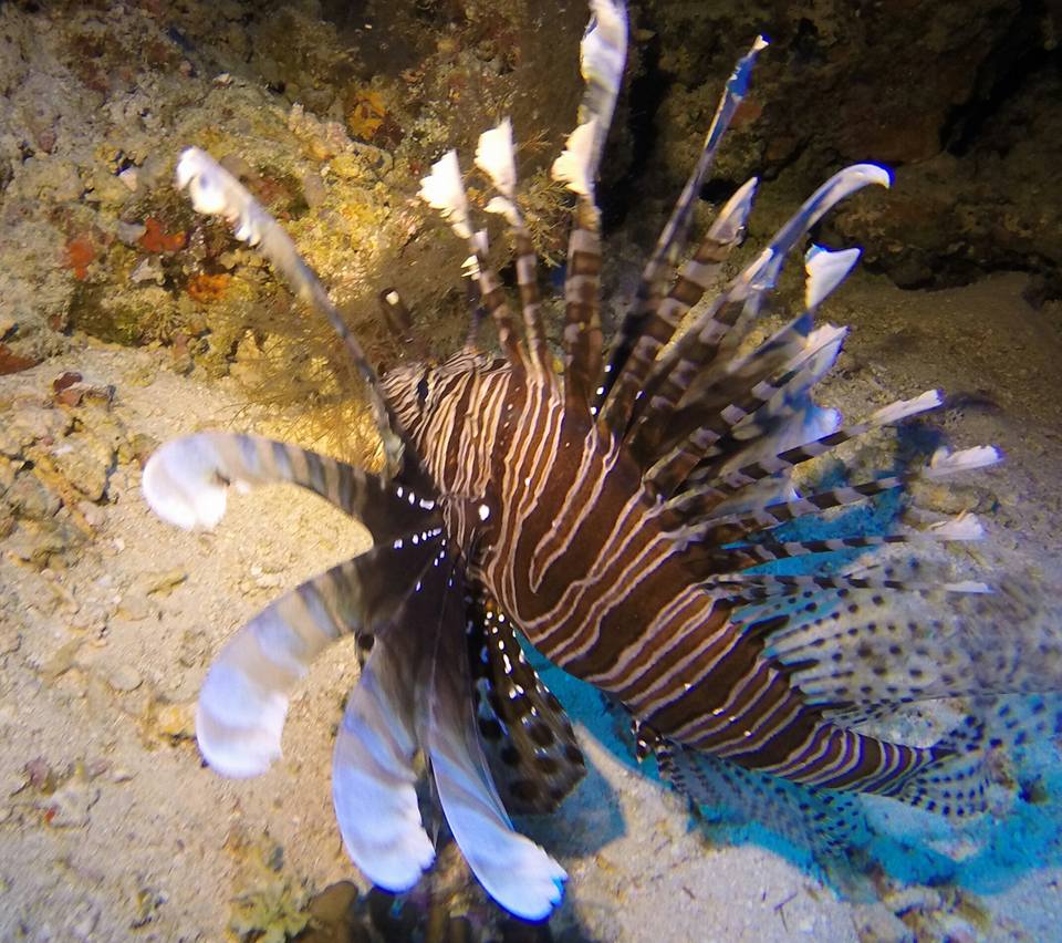 Lionfish