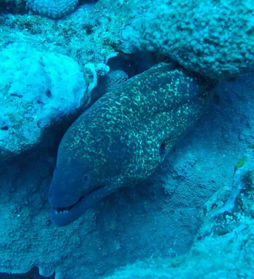 Moray Eel