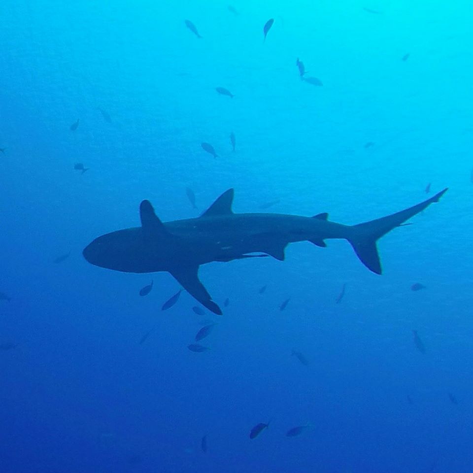 Shark Above Diver