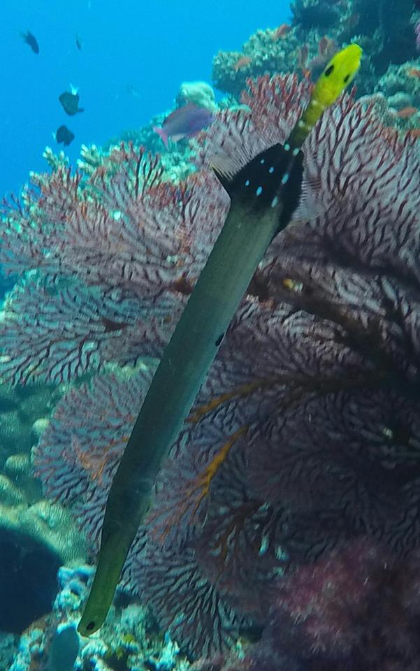 Trumpetfish