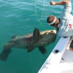 500 lb Goliath Grouper