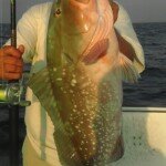 Red Grouper on Jig