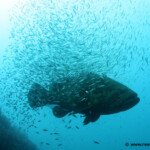 Goliath Grouper Dive Trips